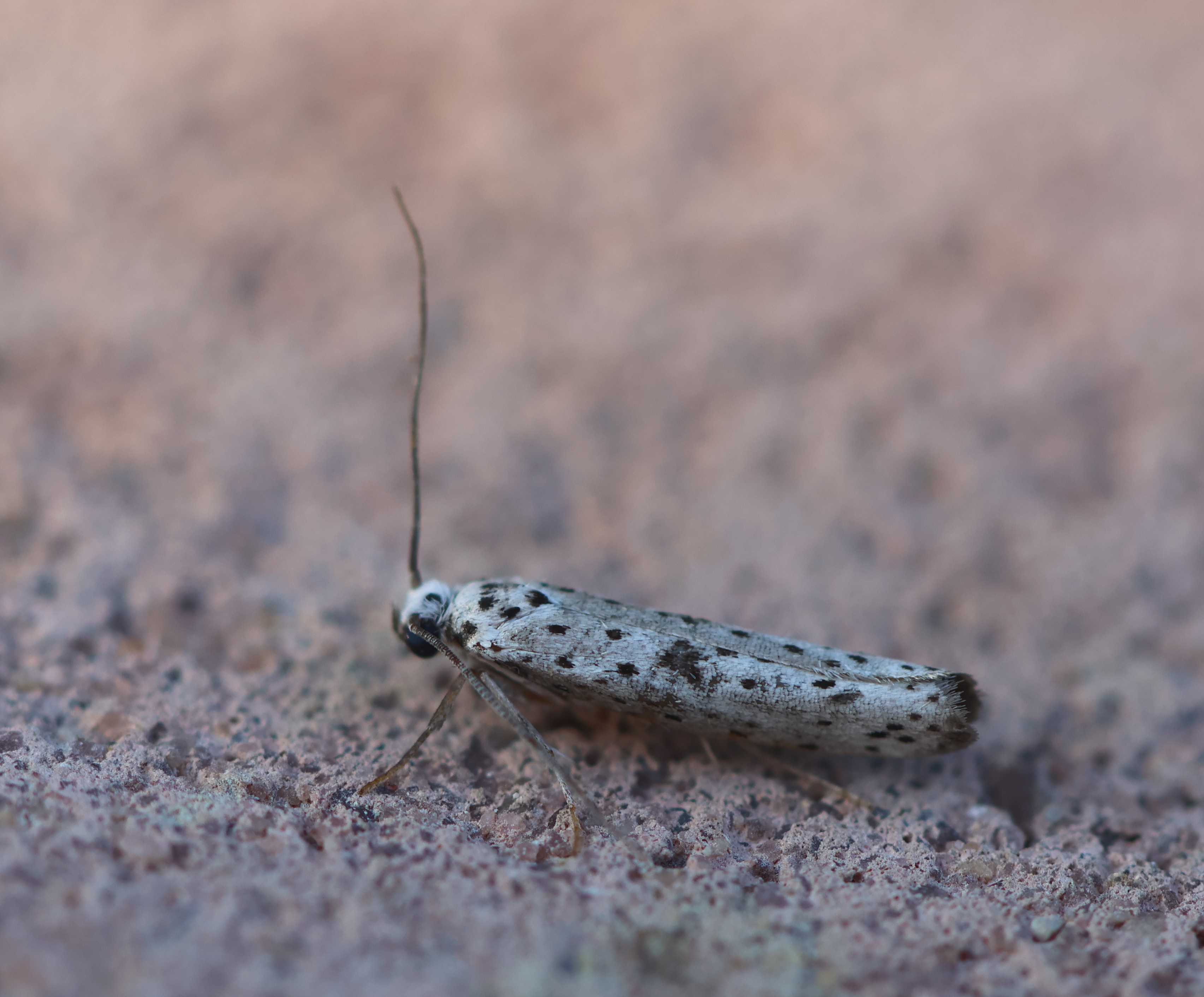 Photo of Black-tipped Ermine (Yponomeuta plumbella)